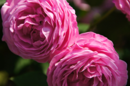 ピンク色の薔薇の花の無料写真素材