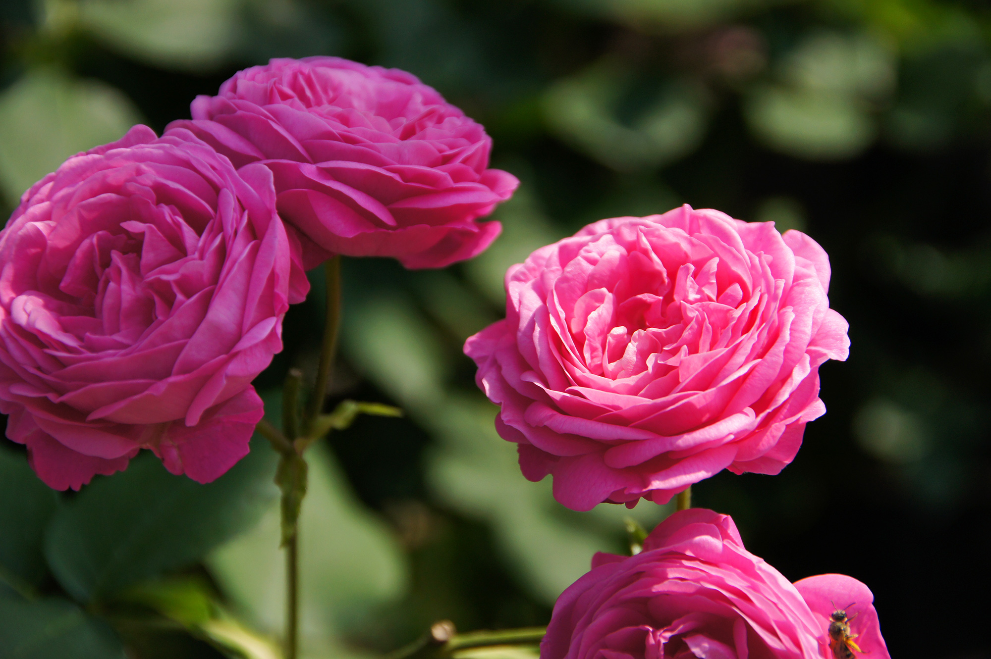 鮮やかなピンクのバラのフリー写真素材