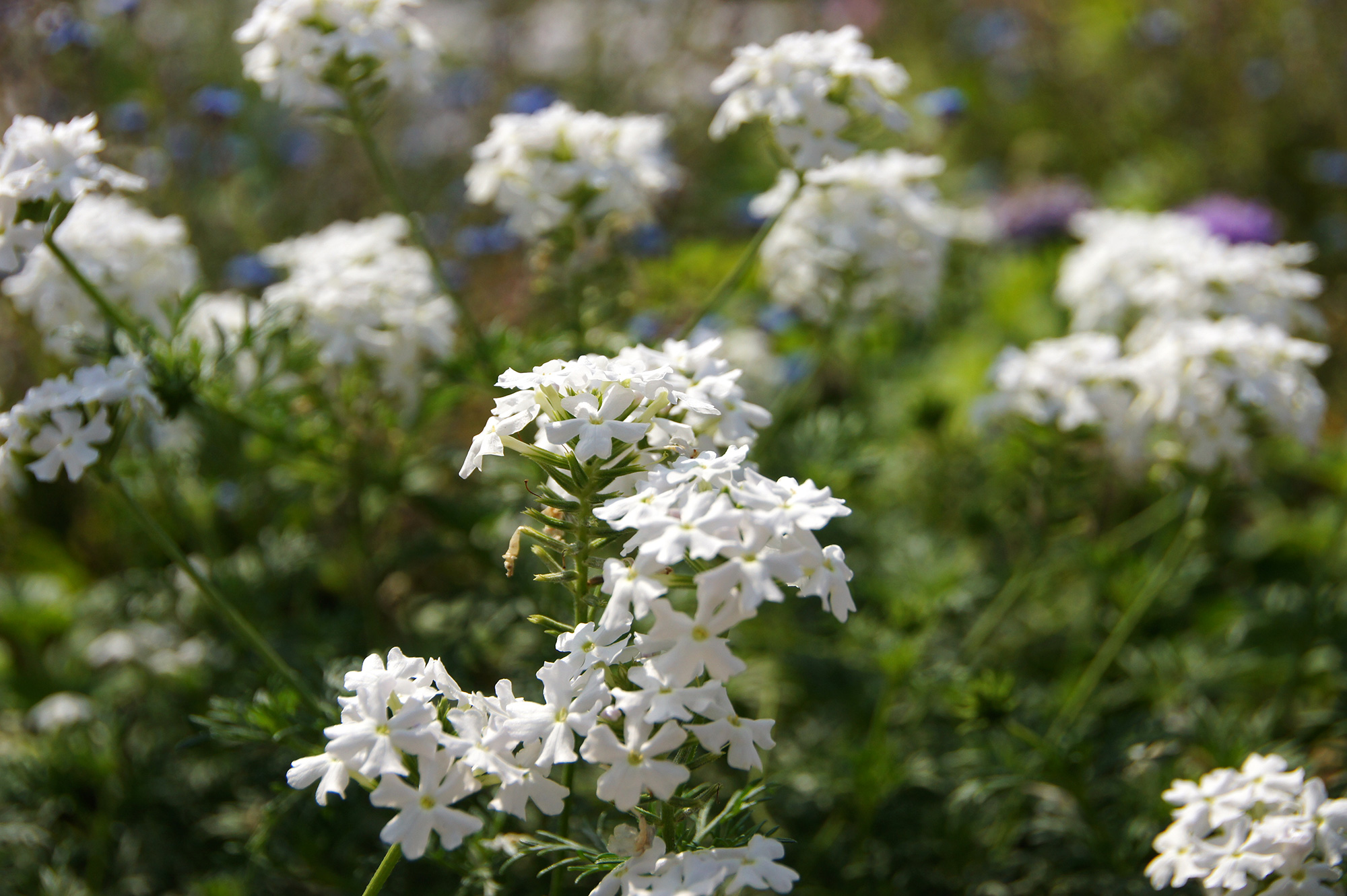 白色のバーベナの花のフリー写真素材