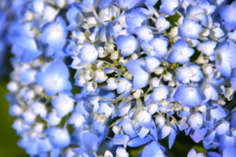 青い紫陽花のフリー写真素材