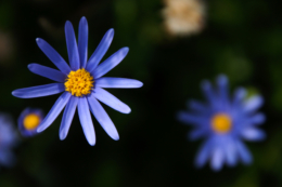 青紫の可愛らしい花のフリー写真素材