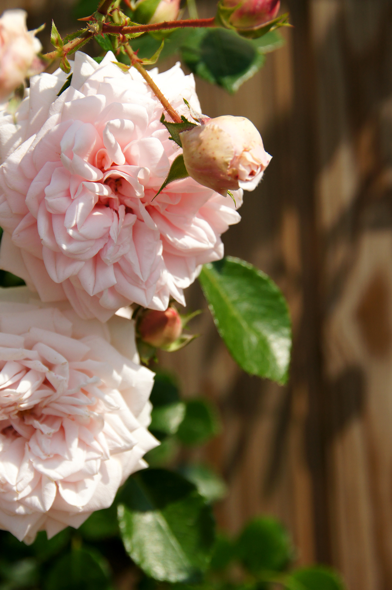 明るい屋外に咲く淡いピンク色の薔薇のフリー素材