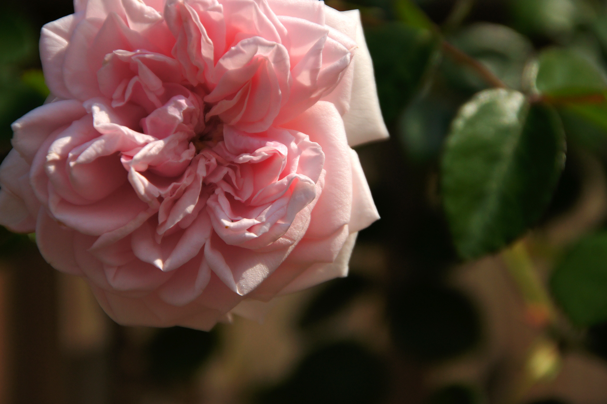 一輪のピンク色のバラのフリー写真素材