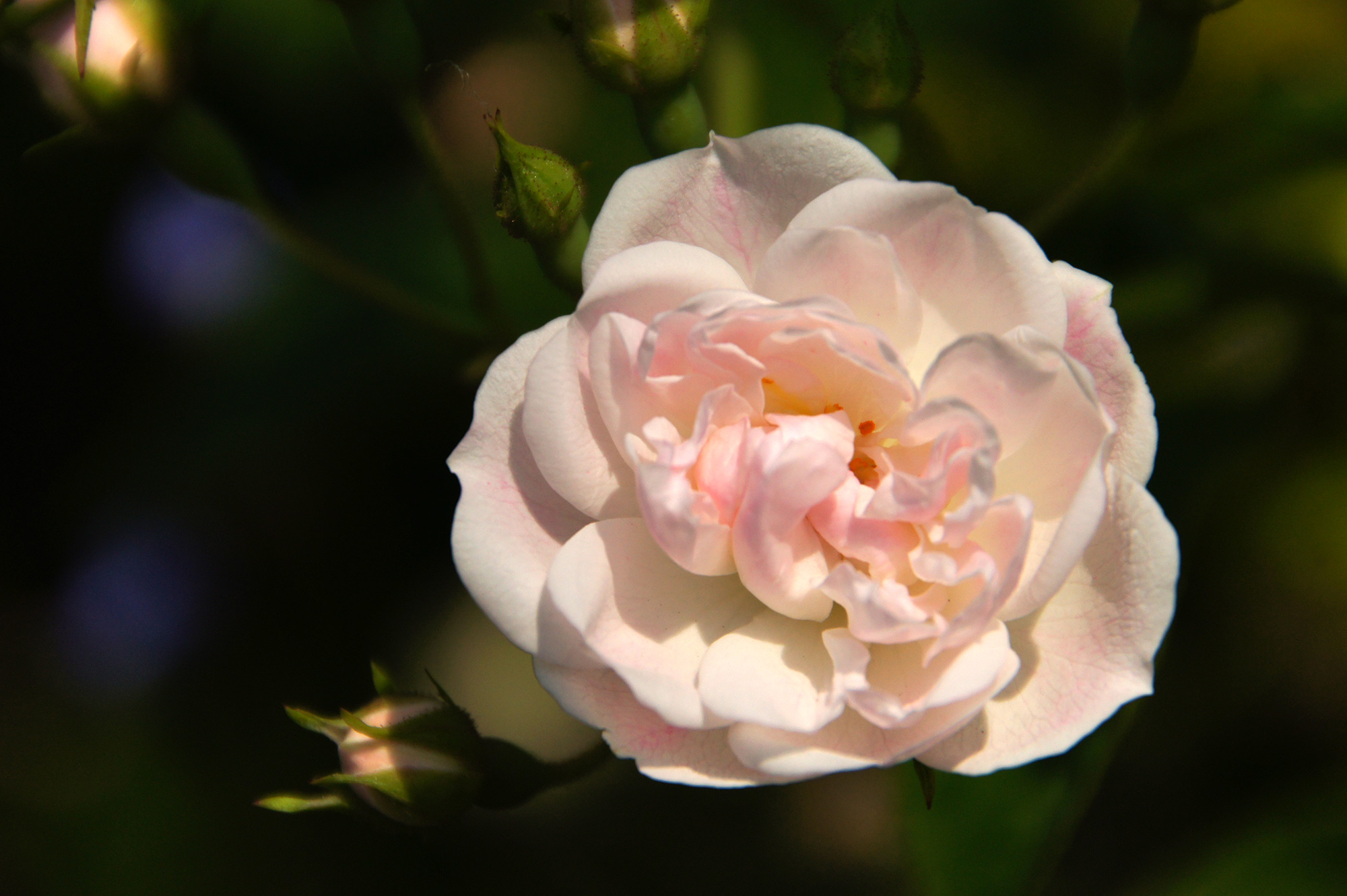 上品なピンク色のバラの花のフリー写真素材