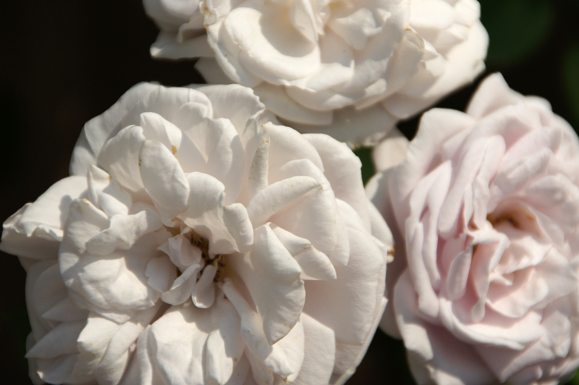 白いバラ三輪のフリー写真素材