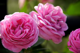 濃いピンク色のバラのフリー写真素材