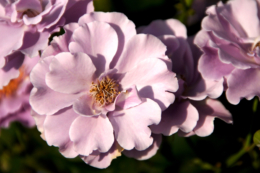 ピンク色の花のフリー写真素材