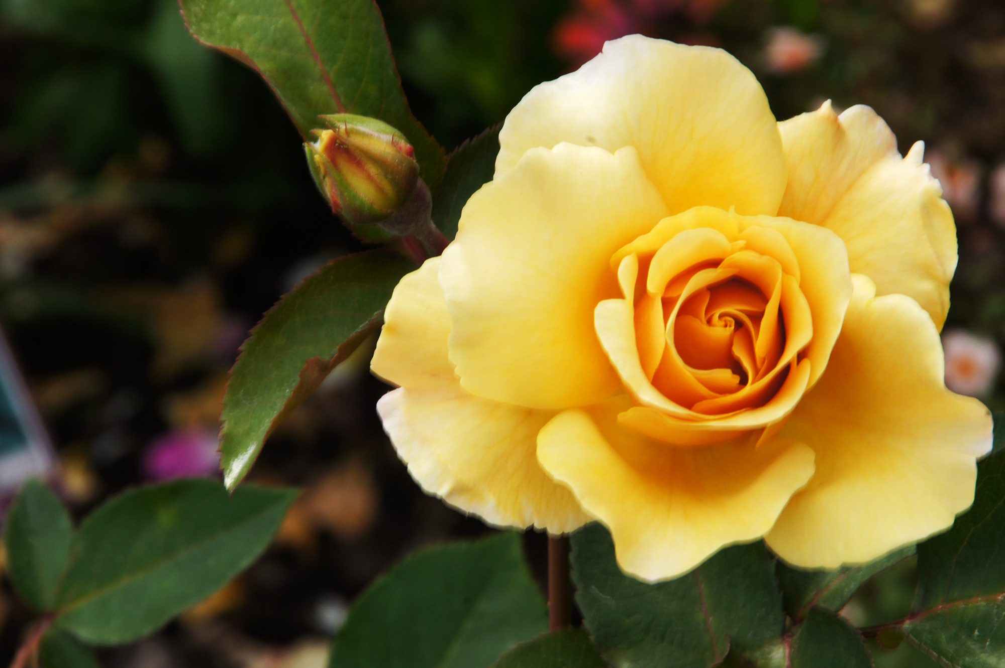 黄色い立派な薔薇の写真素材 フリー
