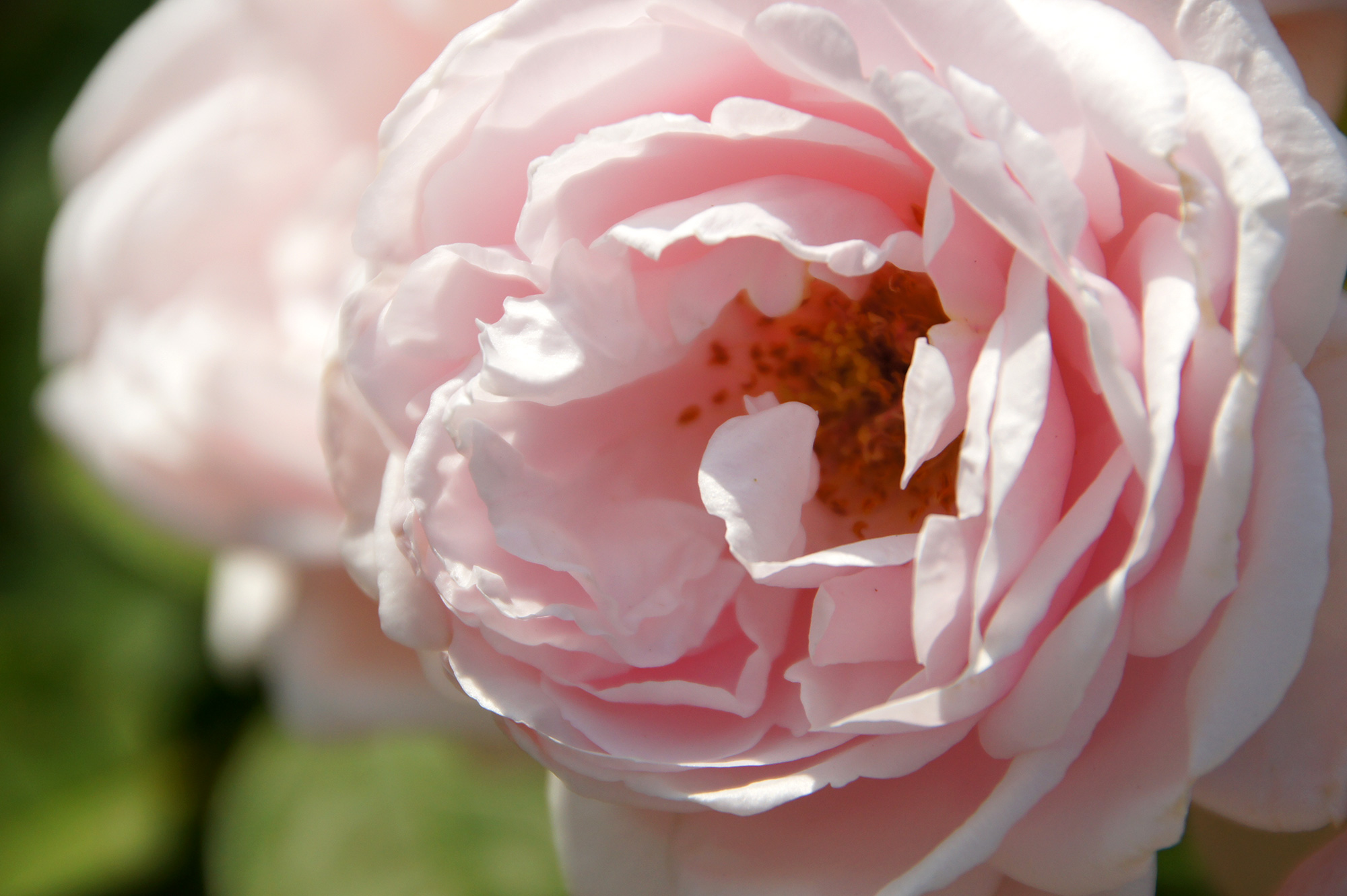 薄いピンク色の薔薇の写真素材 フリー