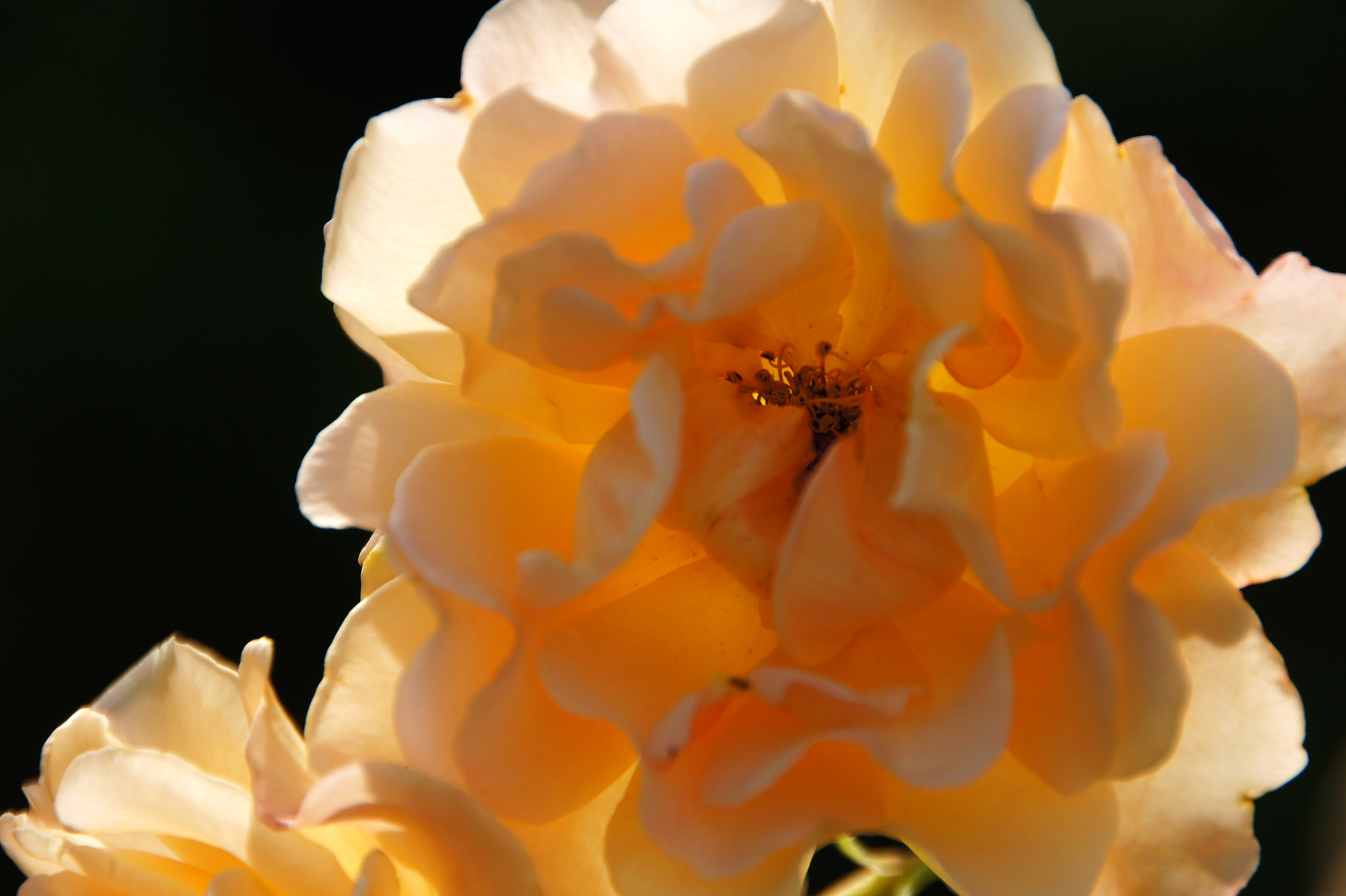 薄いオレンジ色の花の写真素材 フリー