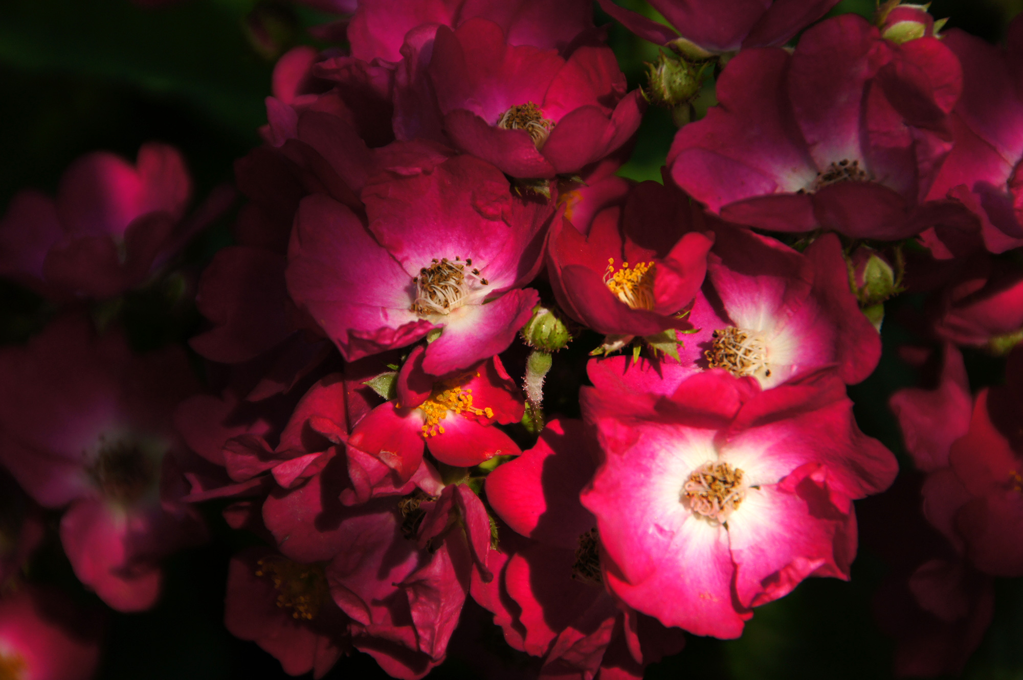 濃いピンク色の花の写真素材 フリー