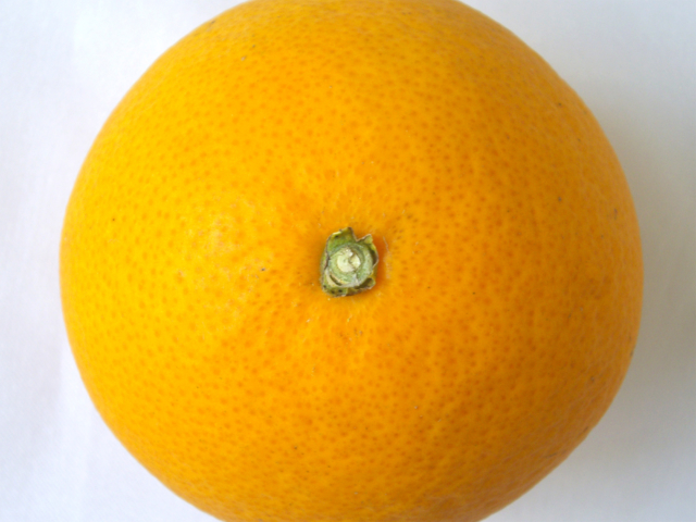 オレンジの写真のフリー素材