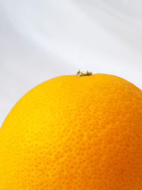 横から見たオレンジの無料写真素材
