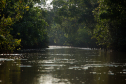 ジャングルの中の川のフリー写真素材