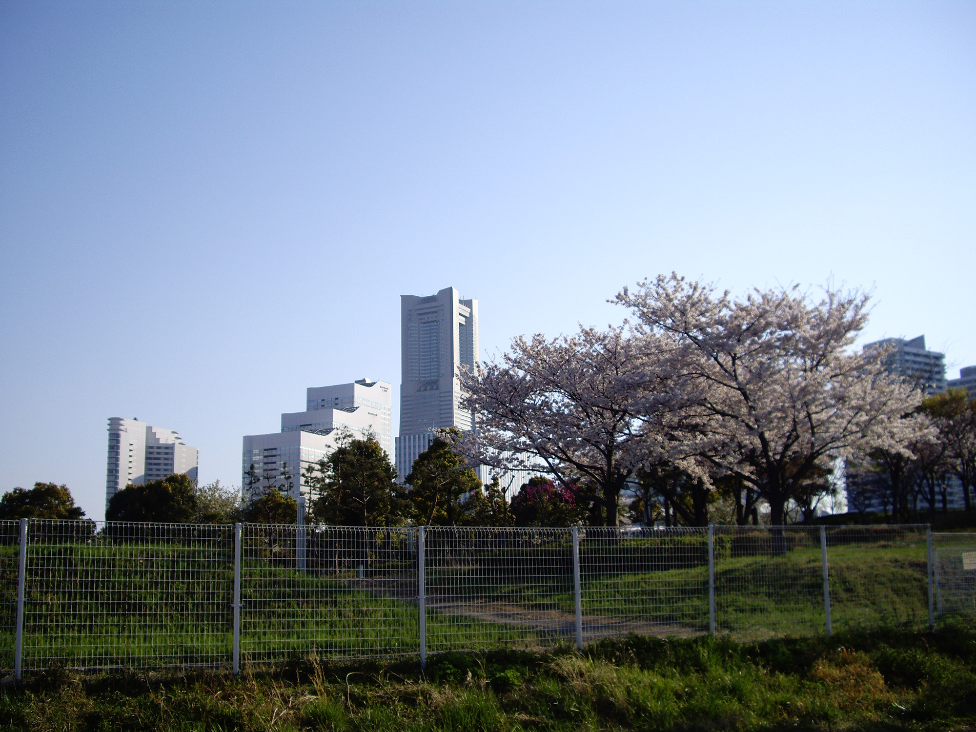 みなとみらいの桜のフリー写真素材