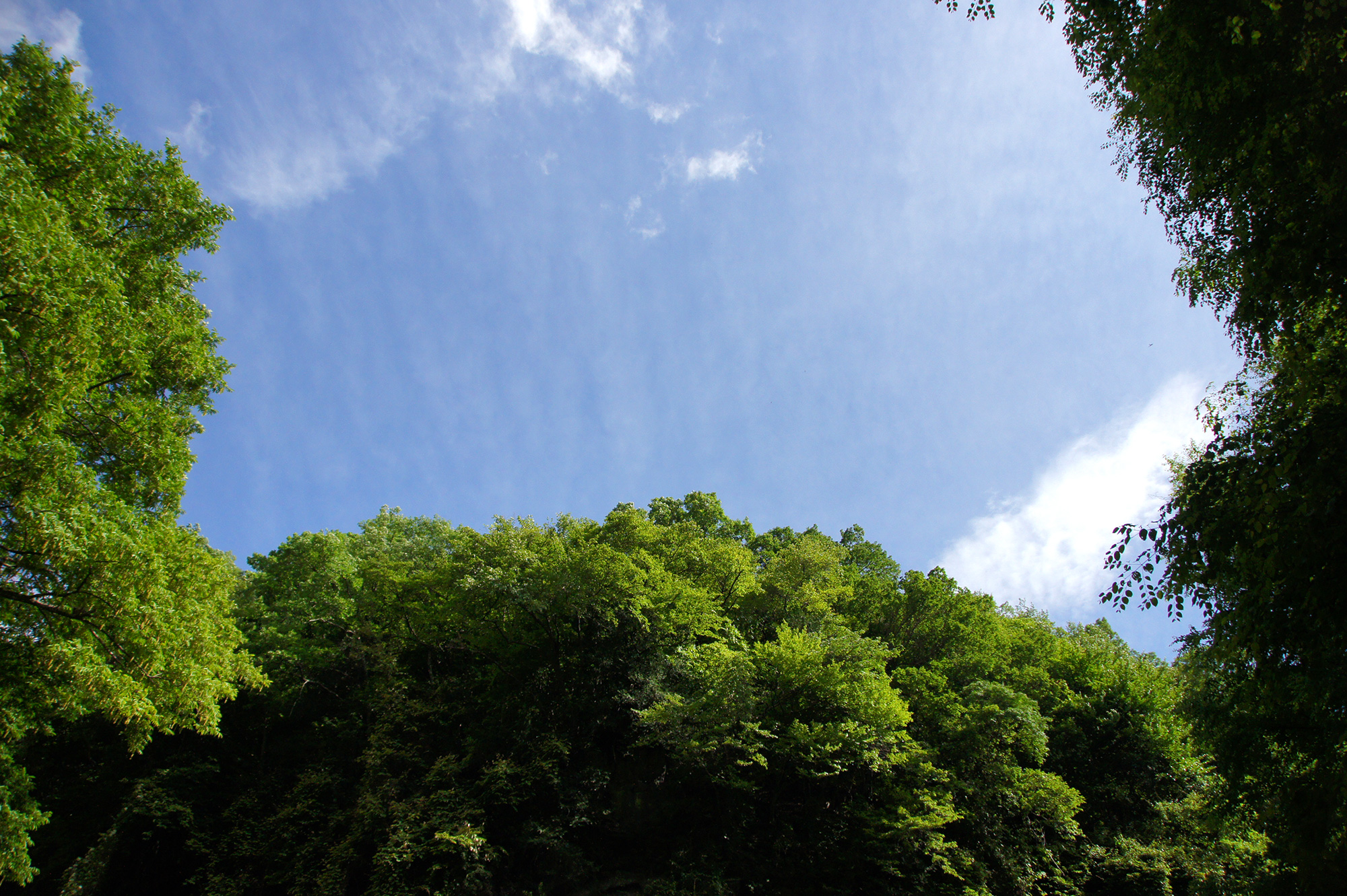 青空と森のフリー写真素材