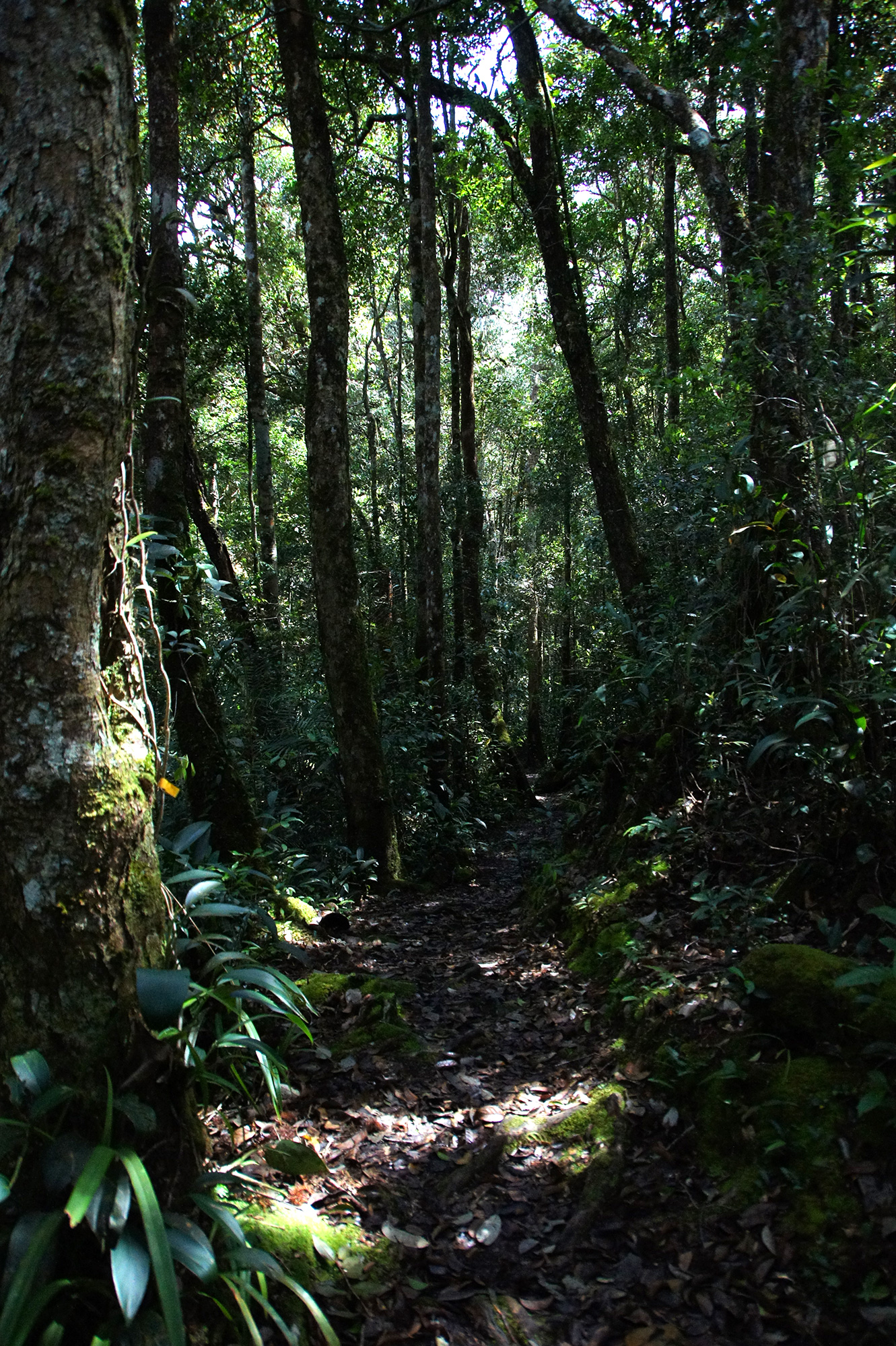 ジャングルの中の道のフリー写真素材