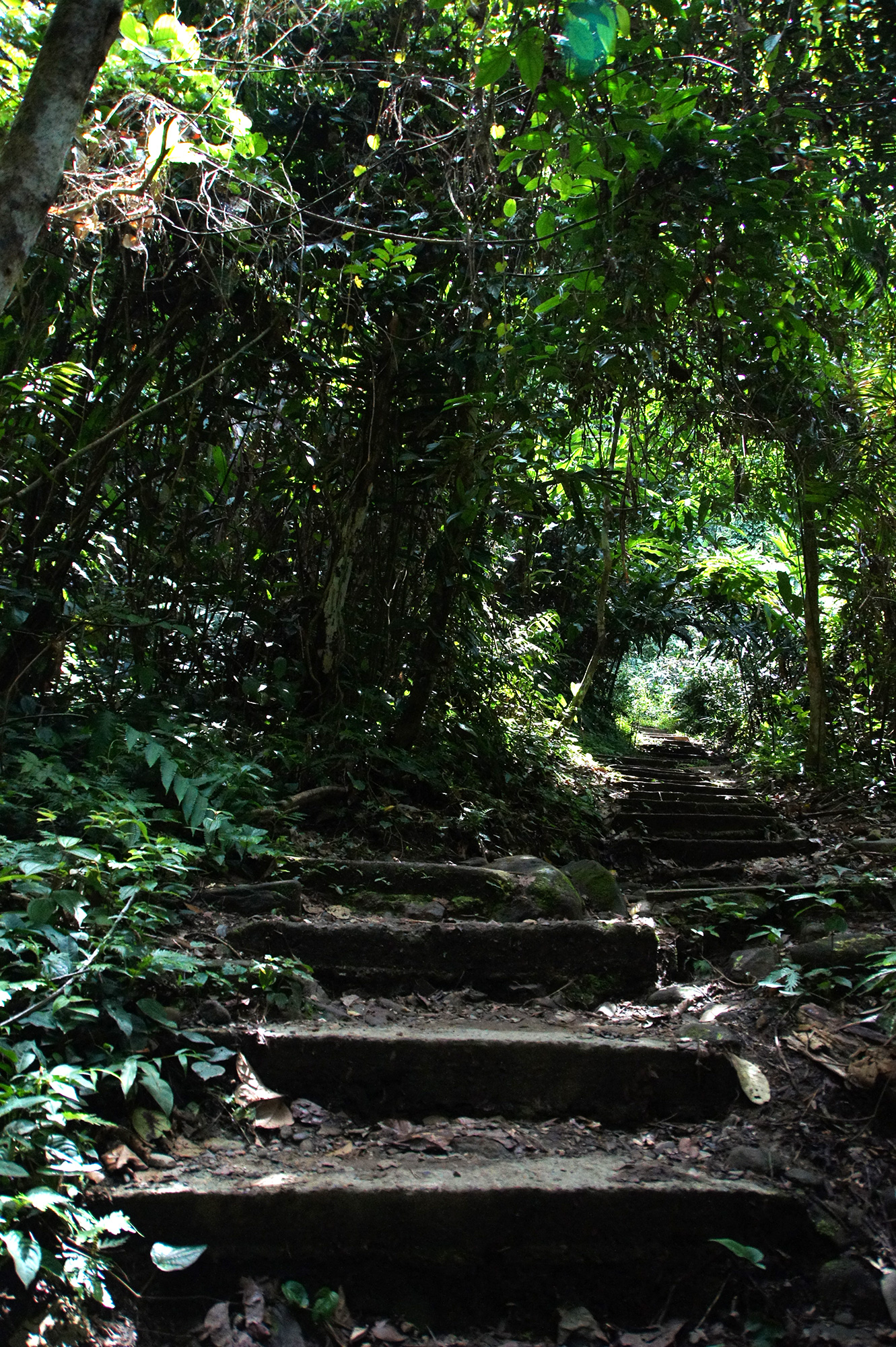 森の階段のフリー写真素材
