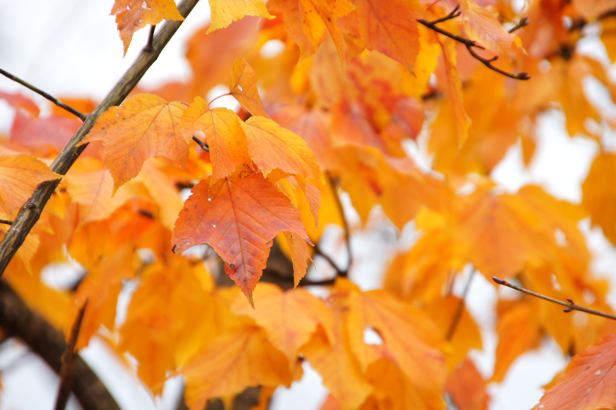 黄色い紅葉の無料写真素材 フリー