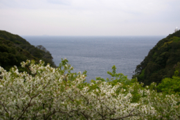 花が散った桜の木と海のフリー写真素材
