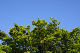 木々と青空のフリー写真素材