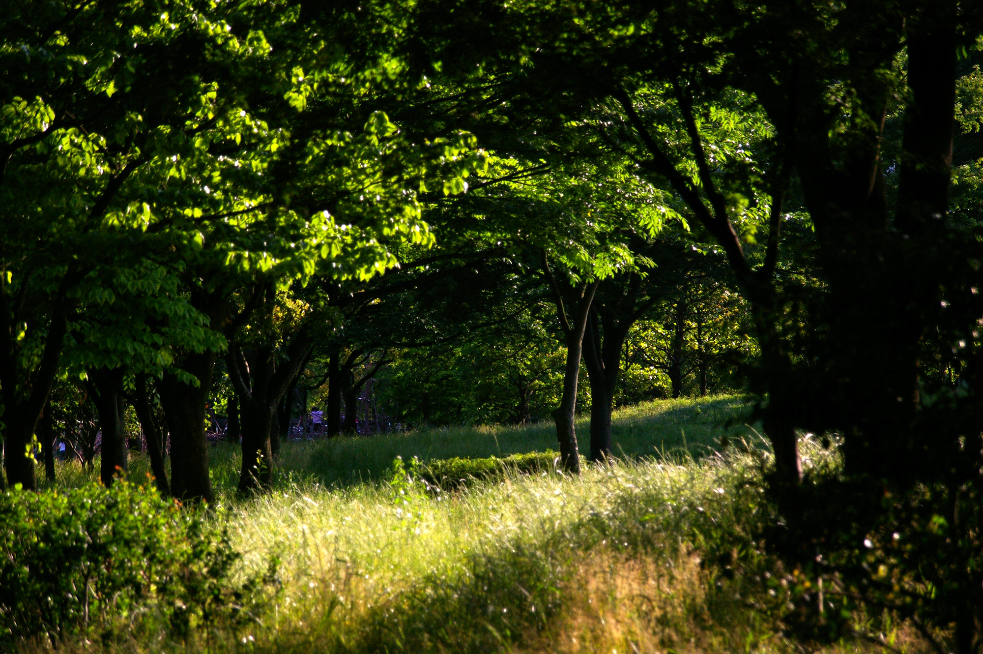 緑の公園のフリー写真素材