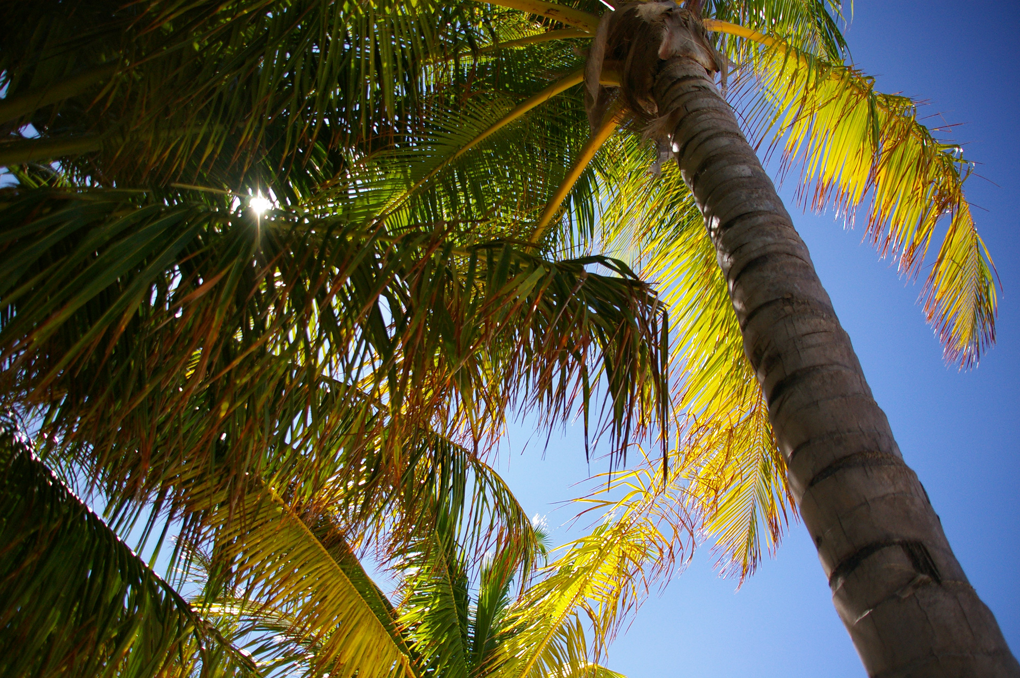 椰子の木と太陽のフリー写真素材