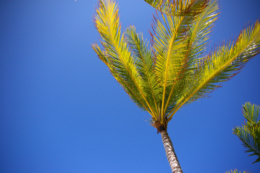 風に吹かれる椰子のフリー写真素材