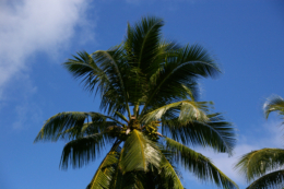 椰子とココナッツ