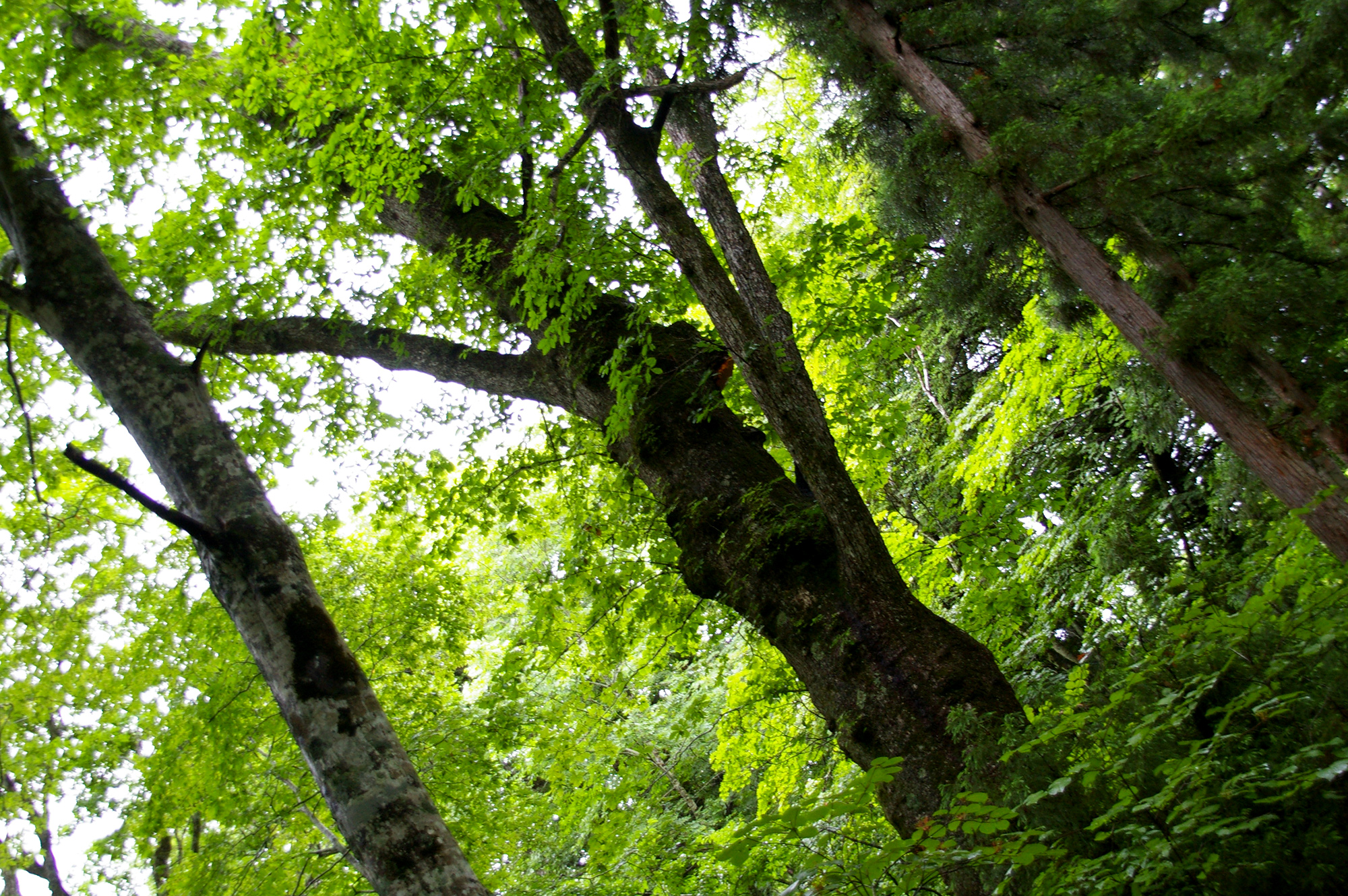 大きな木々の無料写真素材