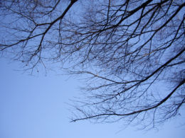 冬枯れの木の無料写真素材