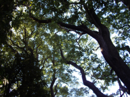 木の枝のフリー写真素材