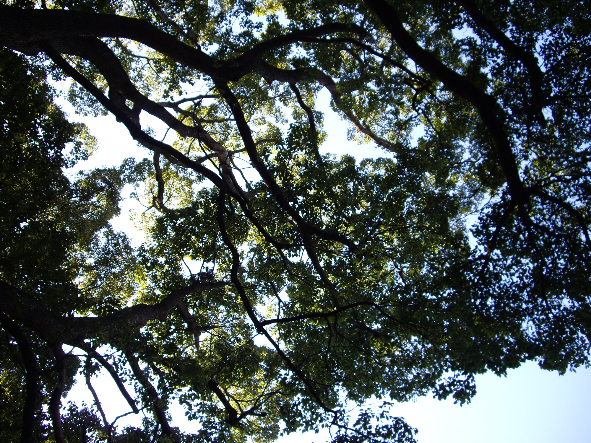 枝の向こうの空のフリー写真素材