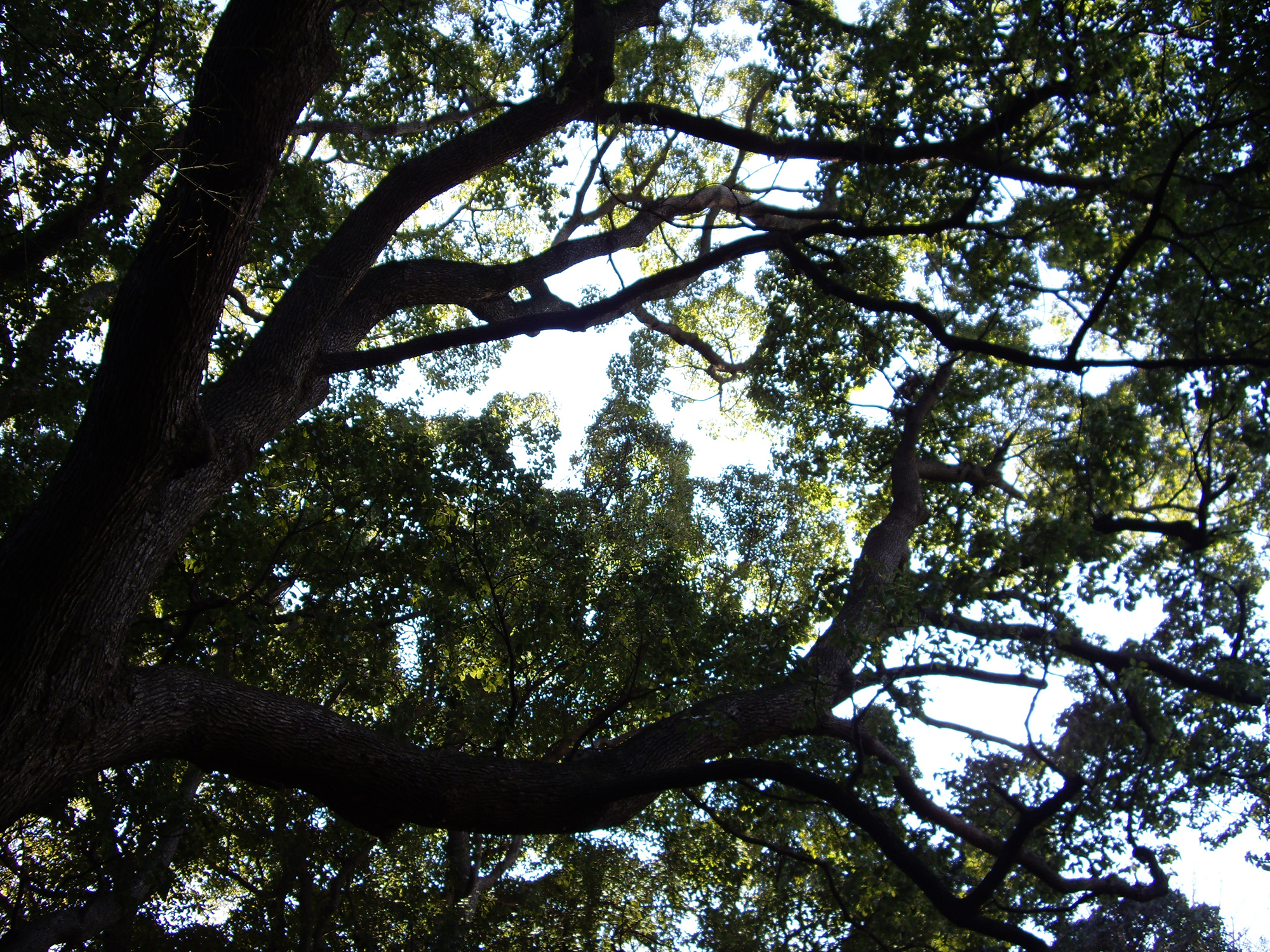 生い茂った木々のフリー写真素材