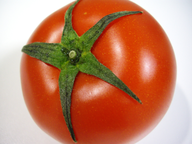 トマトのフリー写真素材