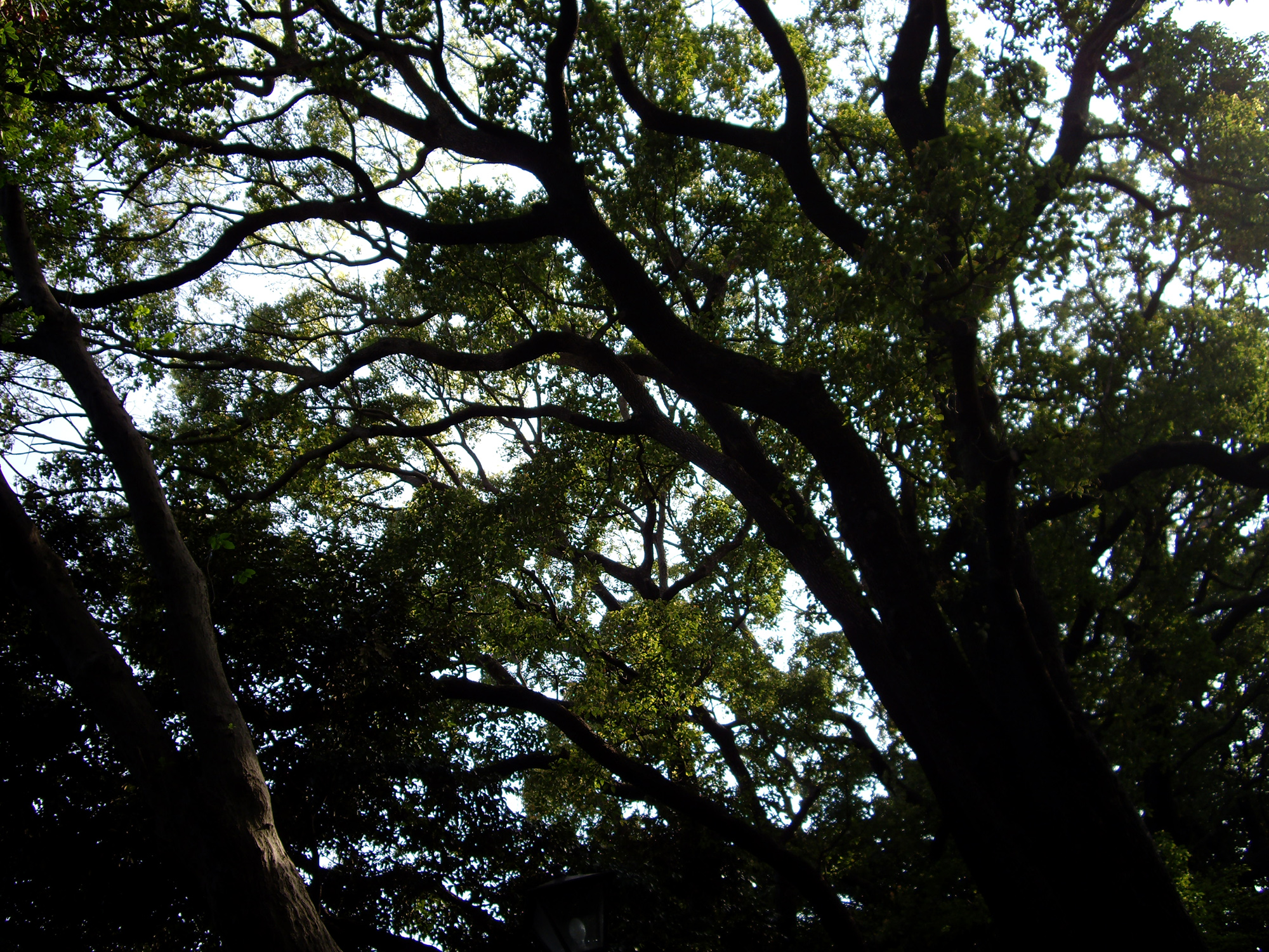 薄暗い森の無料写真素材