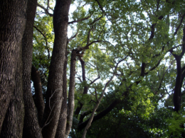 木の幹のフリー写真素材
