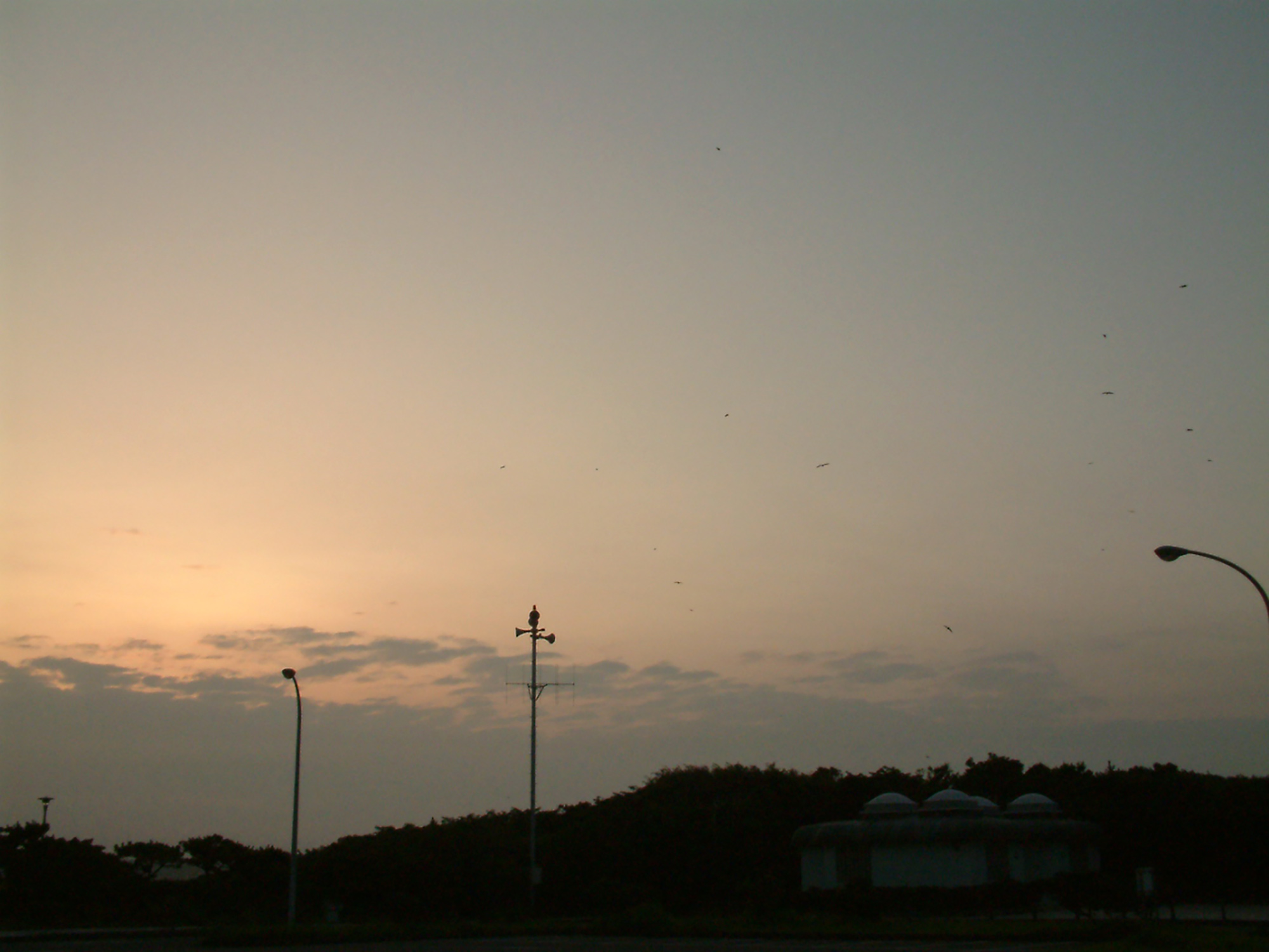 朝の空と鳥のフリー写真素材