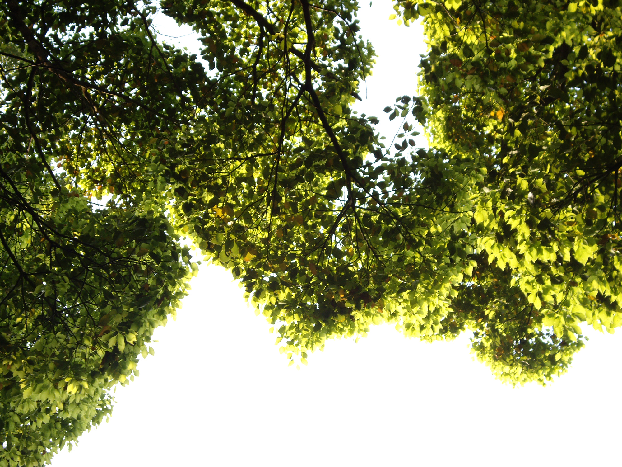 光合成している葉っぱのフリー写真素材