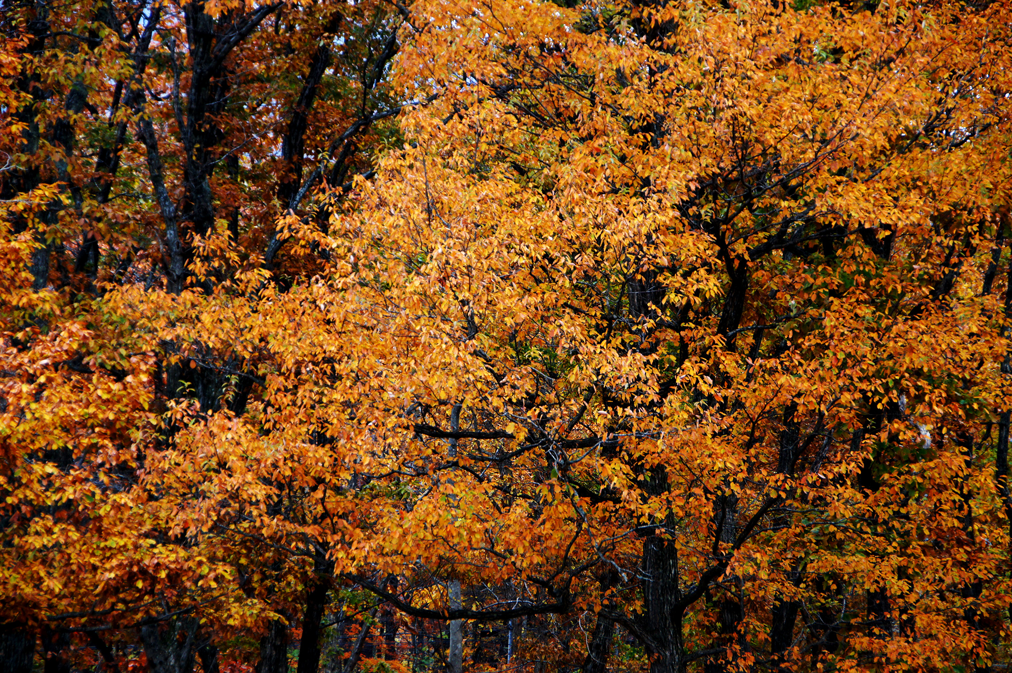 黄色く紅葉した森の写真のフリー素材