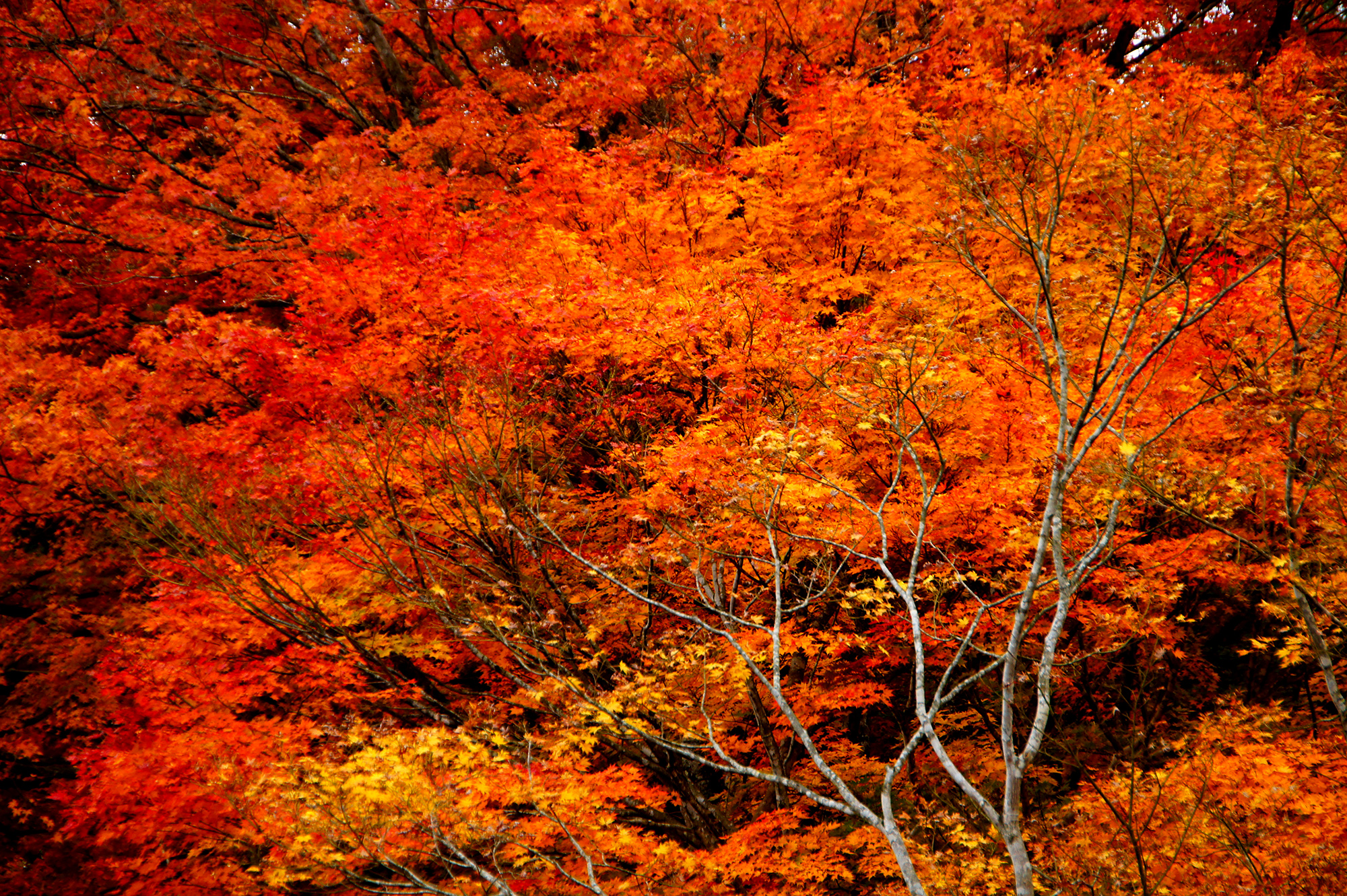 赤やオレンジの紅葉の写真のフリー素材