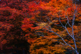 彩度の高い紅葉の写真のフリー素材