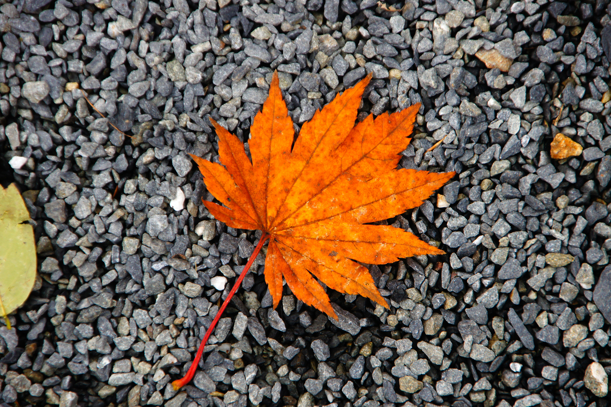 紅葉した落ち葉の写真のフリー素材