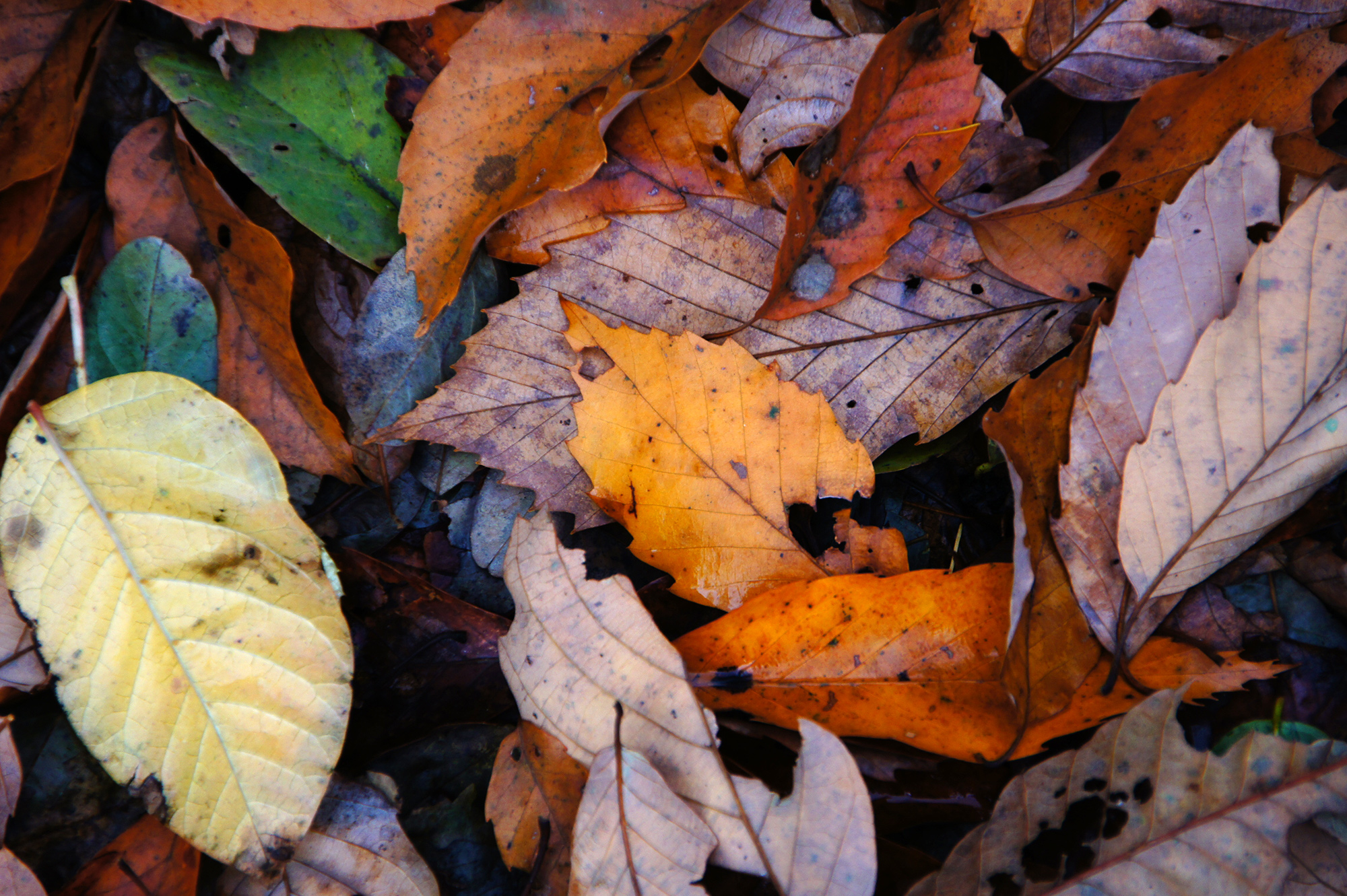 枯れ葉の絨毯の写真のフリー素材