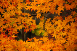 鮮やかなオレンジ色の紅葉の写真のフリー素材