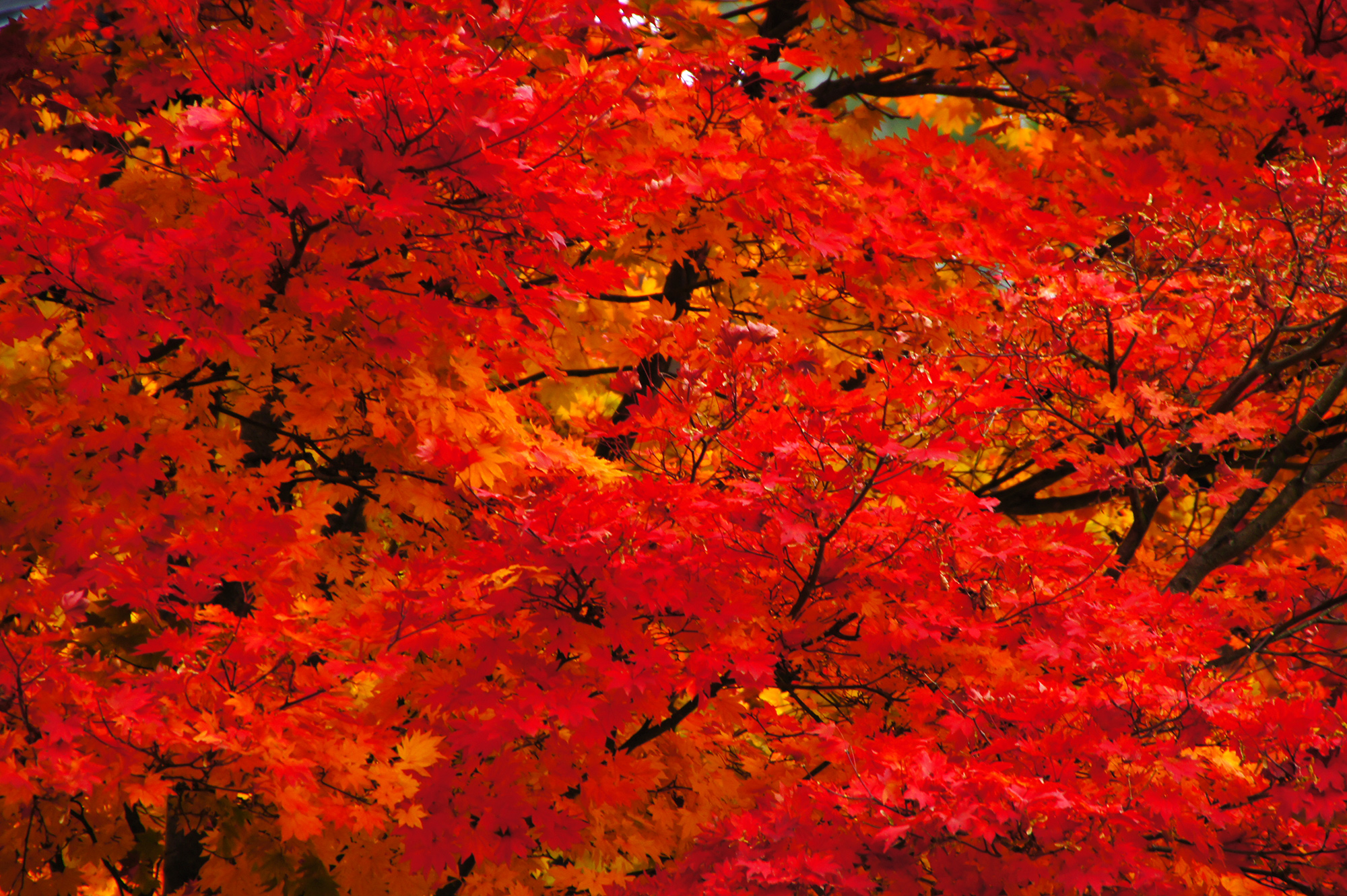 真っ赤な紅葉の写真のフリー素材