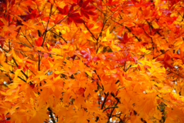 オレンジ色の紅葉の写真のフリー素材