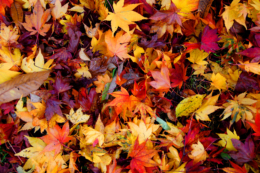 鮮やかな落ち葉の写真のフリー素材