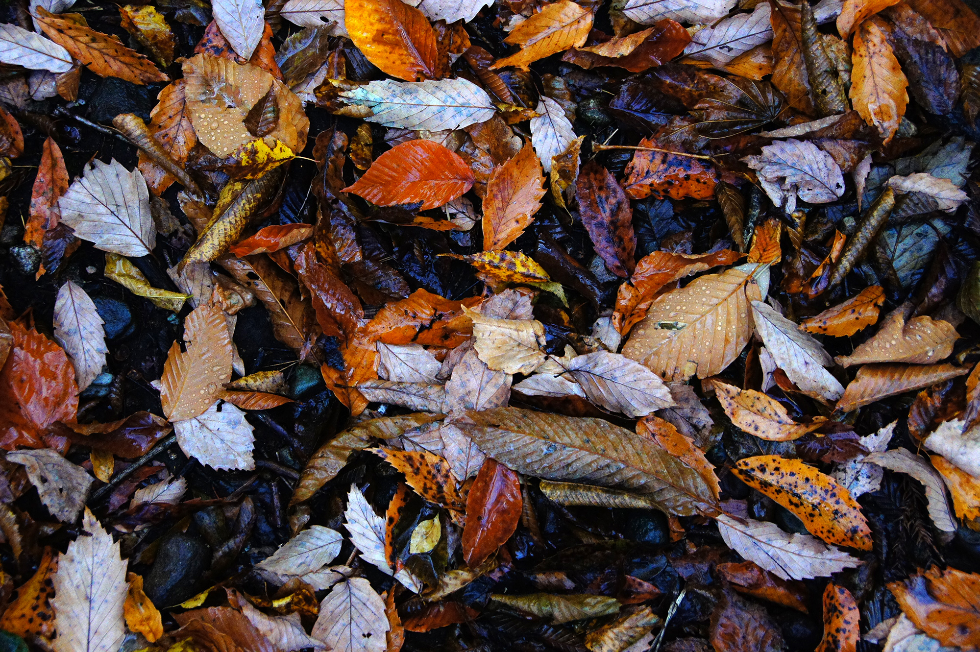 枯れ葉の写真のフリー素材