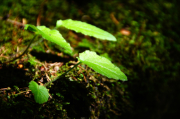 植物の芽の写真のフリー素材